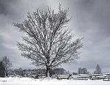 Winter Tree_32379